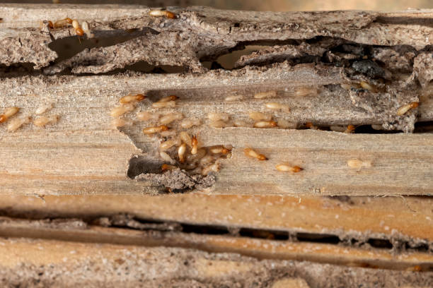 Pest Control Cost in Chisholm, ME