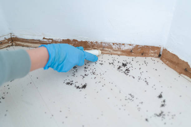 Best Best Pest Control Companies  in Chisholm, ME